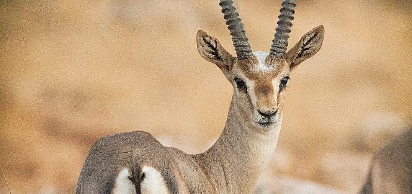 Doğaya Kanat Açtık’ta görüntülenen kuş türü 309 oldu