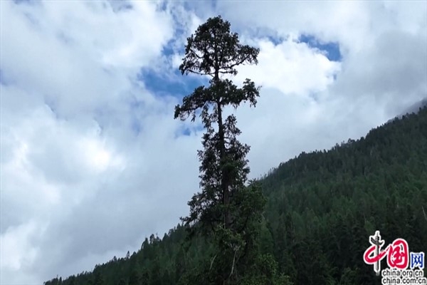 Çin’deki en uzun ağacın boyu 83,4 metre olarak ölçüldü