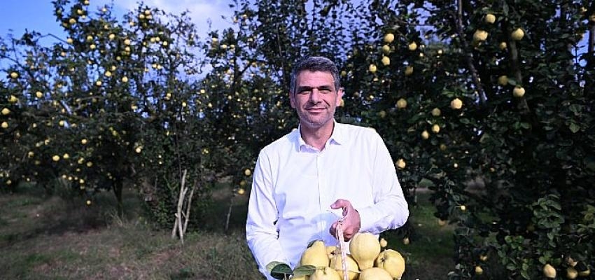 Başkan Kocaman Ayva Hasadına Katıldı