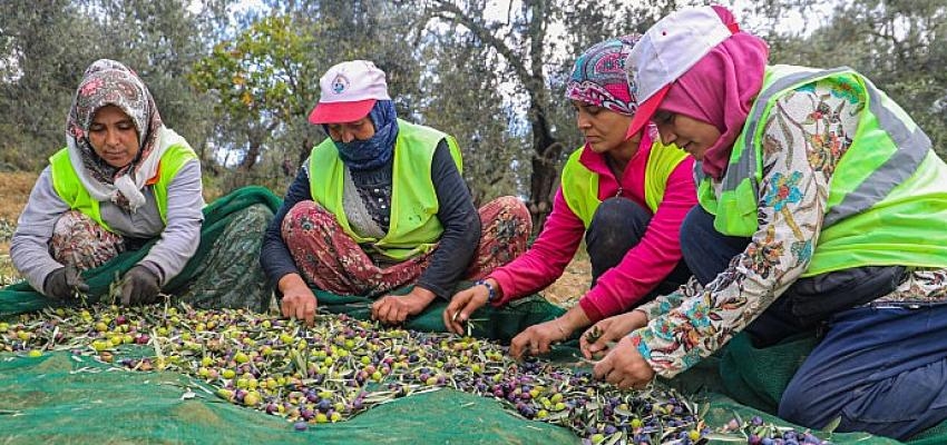 Bur-Bel Zeytinleri hasat ederek Altın Suyu’na Dönüştü