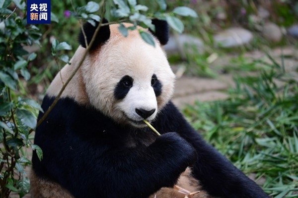 ″Sihai″ ve ″Jingjing″ adlı pandalar Katar’a gidiyor