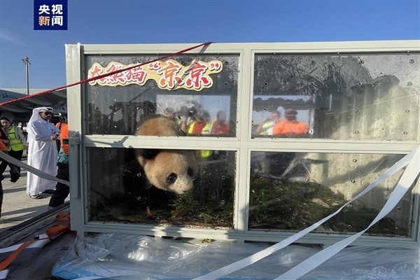 Çin’den yola çıkan iki panda Katar’a ulaştı