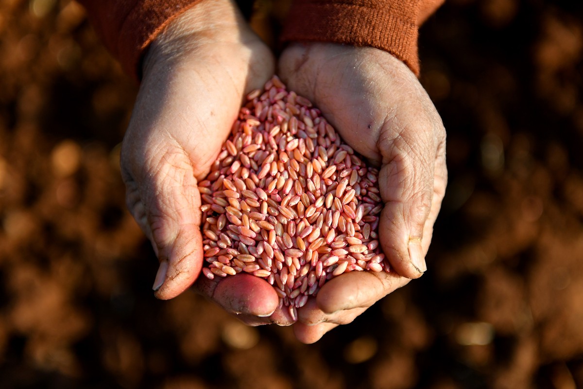 Atalık Buğday Çeşitleri Gelecek Nesillere Aktarılıyor  Toplam 12 Mahallede Yerel Buğday Yetişecek
