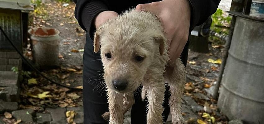 Dereye düşen yavru köpeği Büyükşehir İtfaiyesi kurtardı