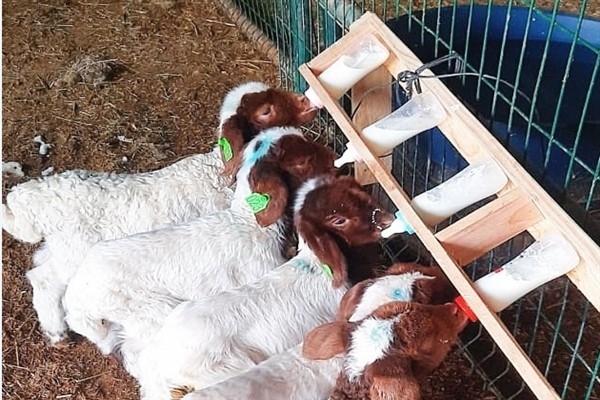 Harran Üniversitesi, hayvan seçiminde kullanılacak seleksiyon kriteri keşfetti