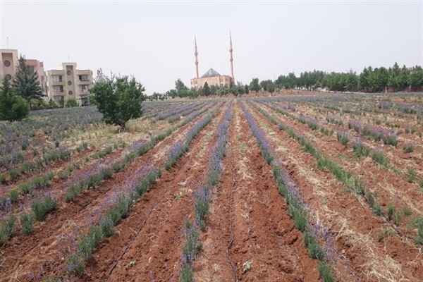 Şanlıurfa