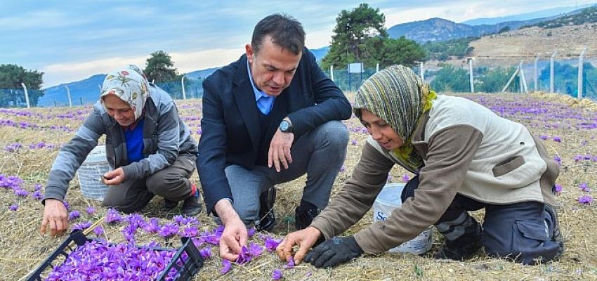 Dünyanın en pahalı baharatı Mersin Yenişehir’de yetiştiriliyor