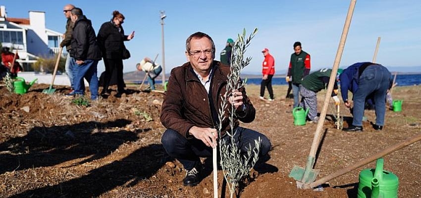 Ayvalık Belediye Başkanı Mesut Ergin: Düzya Zeytin Ağacı Günü Kutlu Olsun