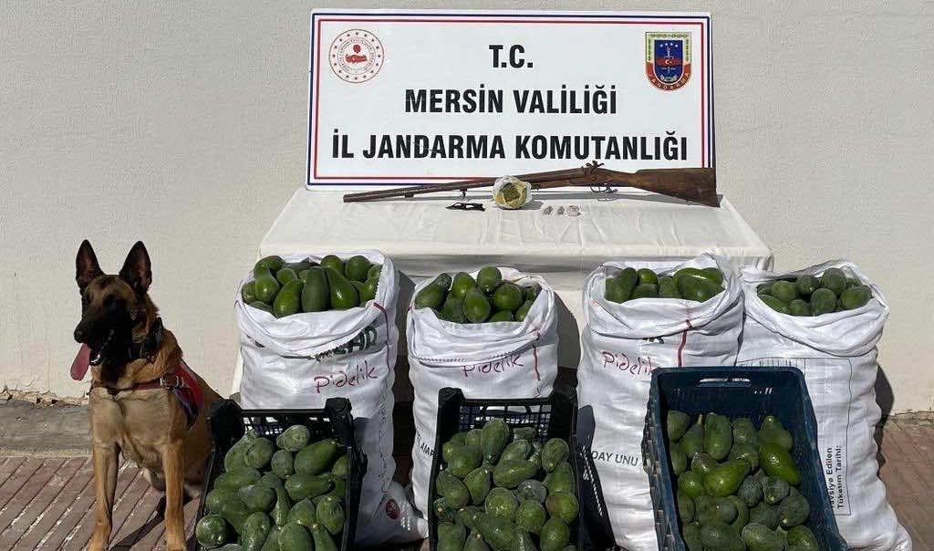 Avokado Çalan 3 Hırsızı Jandarma Anamurda Yakaladı