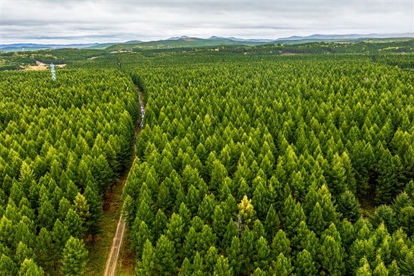 Çin, dünyanın en fazla yeni orman alanı yetiştiren ülkesi